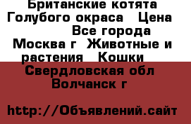 Британские котята Голубого окраса › Цена ­ 8 000 - Все города, Москва г. Животные и растения » Кошки   . Свердловская обл.,Волчанск г.